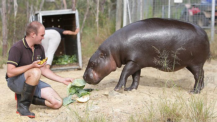 Hà mã lùn đang đứng trước nguy cơ tuyệt chủng, ở mức cực kỳ nguy cấp. Chúng có nguy cơ biết mất trước sự tàn sát của con người và thay đổi của môi trường sống. 