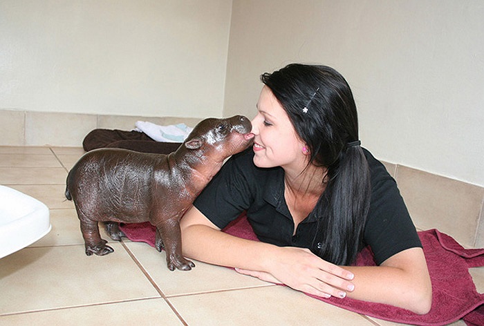 Chú đã được ‘bà mẹ nuôi’ tận tụy chăm sóc nên hiện giờ vô cùng khỏe mạnh và lớn nhanh như thổi.