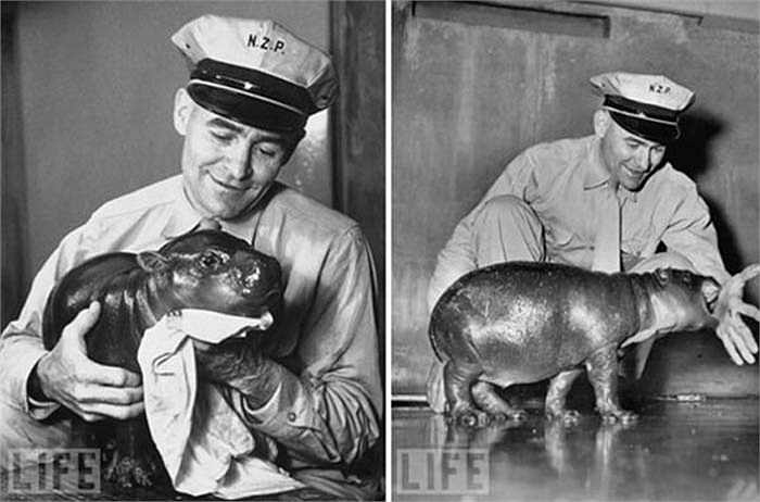 Ước tính chỉ còn khoảng 3000 cá thể tồn tại trên toàn thế giới.