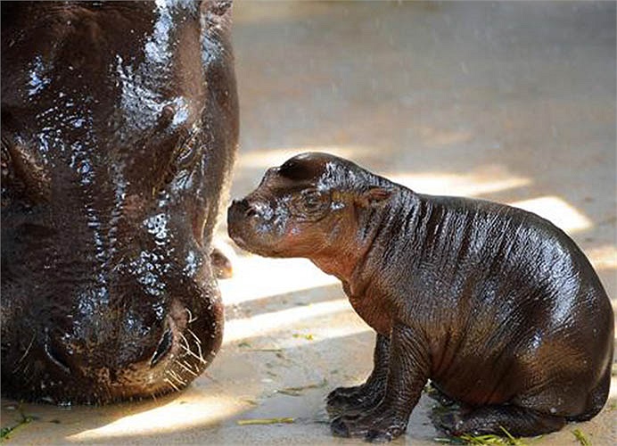 Khác hẳn với dáng vẻ hung tợn, dữ dằn của những chú hà mã khổng lồ, hà mã lùn là những con vật nhu mì, bẽn lẽn và vô cùng đáng yêu. 