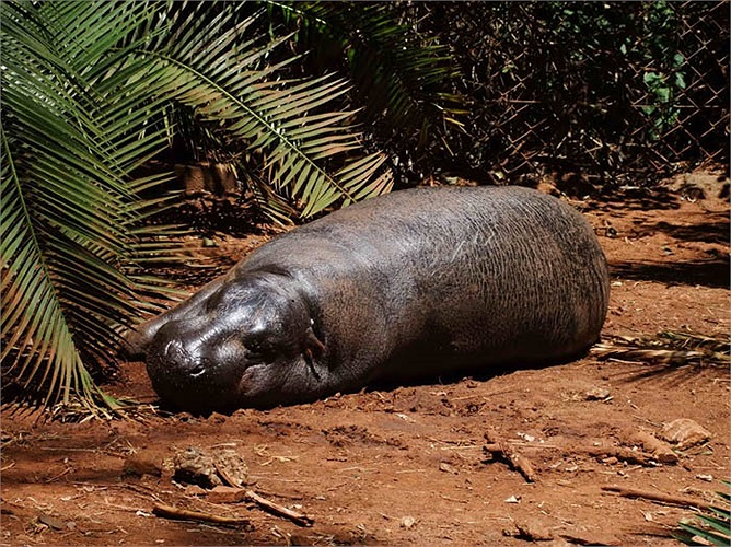 Loài này lại có một cách làm mát cơ thể rất đặc biệt. Nhiều người bàng hoàng khi thấy ‘máu tươi’ túa đẫm trên đầu và lưng những con hà mã trong một khu nuôi dưỡng.