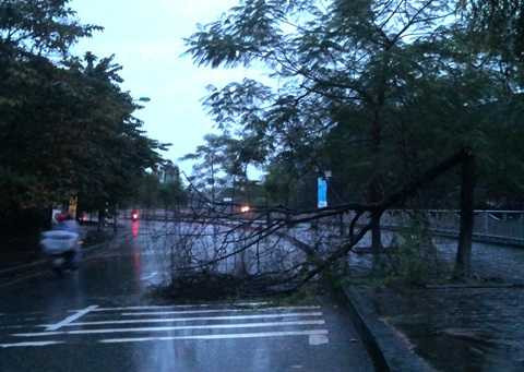 Hà Nội mưa lớn, cây xanh đổ do ảnh hưởng bão Haiyan