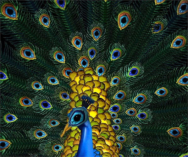 Nhiếp ảnh gia người Canada Cecilia Webber 28 tuổi là tác giả của bộ sưu tập những động vật tuyệt đẹp được tạo ra từ hàng trăm người mẫu khỏa thân