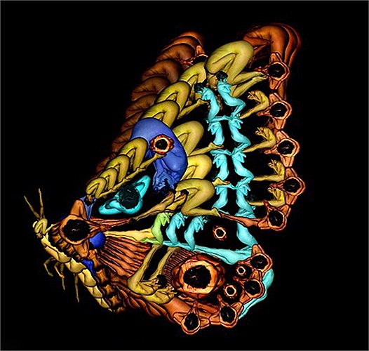 Sau khi có được những bức ảnh như ý muốn, Cecilia Webber thực hiện việc chỉnh sửa, cắt ghép và tạo màu cho từng bức ảnh