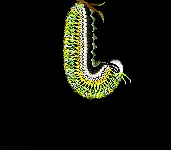 Và hơn một năm, Cecilia Webber mới hoàn thiện được bộ sưu tập này