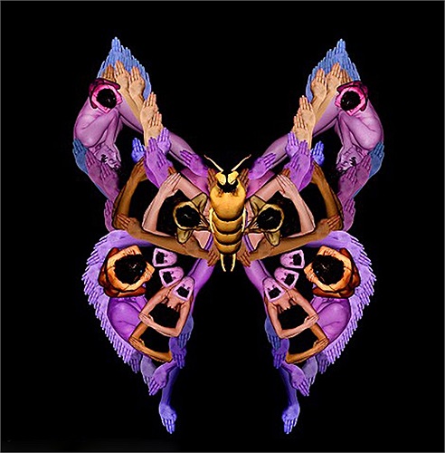 Một con bướm tím tuyệt đẹp