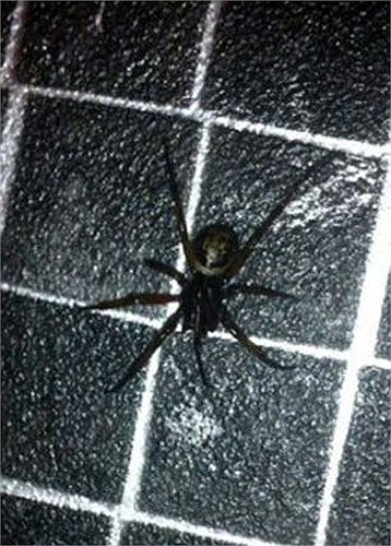 Một bà mẹ trẻ đã tá hoả khi trông thấy con gái 15 tháng tuổi của mình cầm trên tay một trong những con nhện độc nhất thế giới. May mắn là em bé chưa bị cắn.