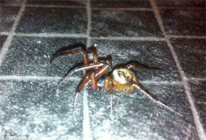 Khi chụp hình con nhện, tôi không có bất cứ cảm giác lo sợ nào bởi vì tôi không sợ nhện. Tuy nhiên, đến khi bạn bè nói rằng đó là loài nhện cực kỳ độc, tôi mới bắt đầu cảm thấy lo âu, chị chia sẻ.