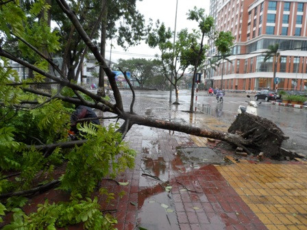 cây lớn bị bật gốc