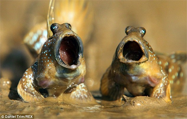 Loài cá thòi lòi đã có một loạt biểu cảm nét mặt đáng ngạc nhiên khi xuất hiện tại một vũng bùn nước nông ở Thái Lan. 