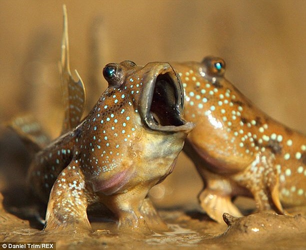 Biểu cảm của chúng trông giống những ca sĩ opera khi mở khẩu hình, chuẩn bị cất giọng ca cao vút. 