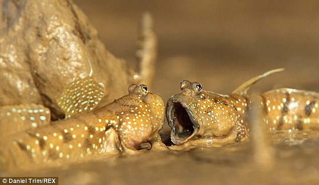 Đến Krabi, miền Nam Thái Lan, nhiếp ảnh gia Daniel Trim đã rất ngạc nhiên bởi hình ảnh đặc biệt nên dừng lại để chiêm ngưỡng và chụp lại. 
