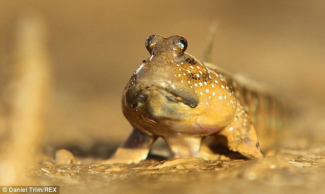 Về hình dáng, cá thòi lòi đã gây ấn tượng hơn các loài cá thông thường bởi đôi mắt lồi như mắt ếch, nhô hẳn trên đỉnh đầu. 