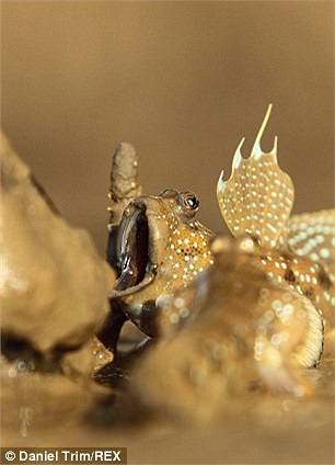 Ngoài ra, nó còn có thể trao đổi khí qua da như ếch, chúng còn có một khả năng hi hữu khác là… leo cây. 