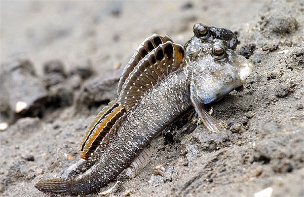 Cá thòi lòi thường chọn đào hang trú ẩn ở các lùm cây hay rễ cây chằng chịt. Hang ổ của chúng có thể sâu với nhiều ngóc ngách. 