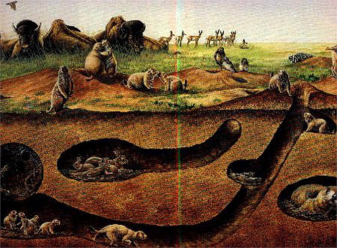 Cầy thảo nguyên, còn có một tên nữa là sóc đồng cỏ. Chúng có pháp danh khoa học là Cynomys.