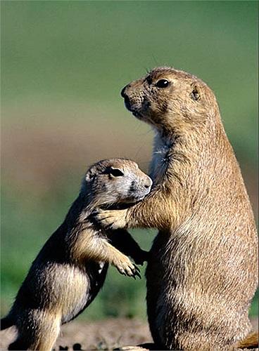 Cầy thảo nguyên thuộc họ hàng nhà sóc, là động vật có vú và có liên quan chặt chẽ đến sóc đất.