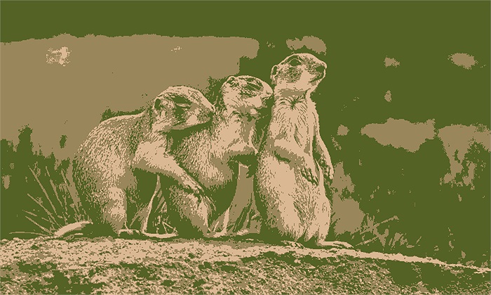 Cầy thảo nguyên thường sinh sản vào tháng 2 – 3 hàng năm. Mỗi năm chúng chỉ sinh nở một lứa và sau một tháng mang thai, con cái sẽ cho ra đời 3 – 4 con non.