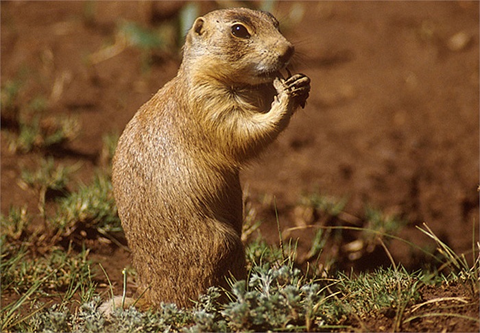 Chính vì vậy mà các bà mẹ cầy thường canh giữ ‘ngôi nhà’ của mình rất cẩn mật để chống sự xâm nhập của kẻ thù.