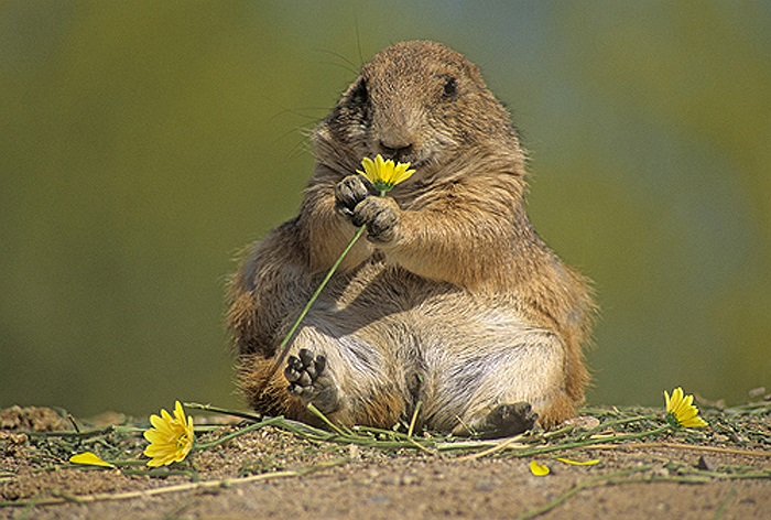 Hành vi của chúng chẳng khác gì con người. Mỗi khi gặp mặt, chúng thường có cử chỉ chào hỏi xã giao bằng cách chạm mũi, áp đầu và va vào răng cửa của nhau.