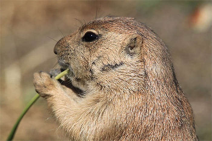 Điều đặc biệt, chúng là loài có thanh quản vô cùng phát triển, phong phú, phức tạp không khác gì con người. 