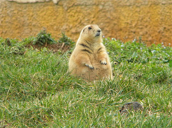 Chúng đã dùng một chuỗi ngôn ngữ phức tạp để miêu tả tỉ mỉ hình dáng, béo, gầy, màu sắc áo, quần con người mà chúng nhìn thấy tới đồng loại.