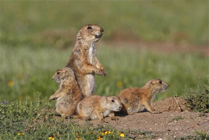Chúng có mặt tại rất nhiều vùng sa mạc, thảo nguyên trên thế giới như phía nam Saskatchewan, Canada, vùng Tây Texas, New Mexico, Arizona, Montana, Nebraska, North Dakota, Oklahoma, South Dakota…
