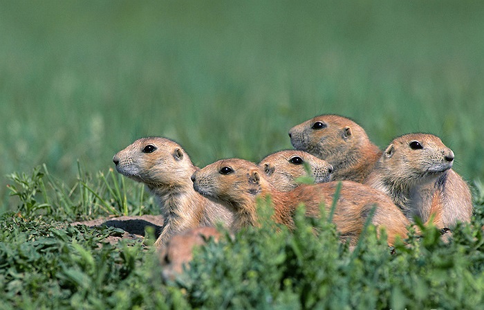 Với thân hình dài, đôi tai nhỏ xíu, chiếc mõn ngắn, chân trước nhỏ, chúng thường thường xuyên co hai chân trước lại và đứng bằng hai chân sau như con người.