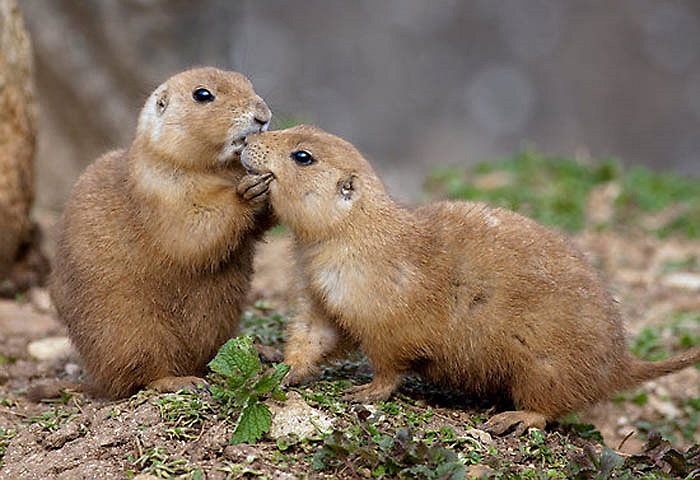 Cầy thảo nguyên thường sống trong những hố, hang tại những đồng cỏ khô. 