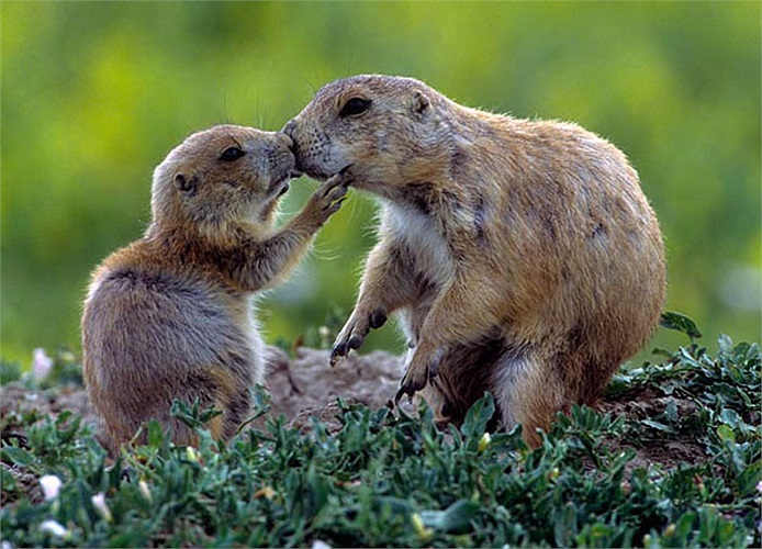 Chúng thường bảo vệ ‘ngôi nhà’ của mình bằng rất nhiều rác rưởi và đó cũng là chỗ chúng ‘an tọa’ và ngắm nhìn thế giới xung quanh.