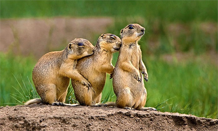 Trọng lượng của cầy thảo nguyên thường thay đổi thay mùa, vào mùa thu lớp mỡ trên bề mặt da được tích dầy lên, giúp làm ấm cơ thể cho mùa đông sắp đến.