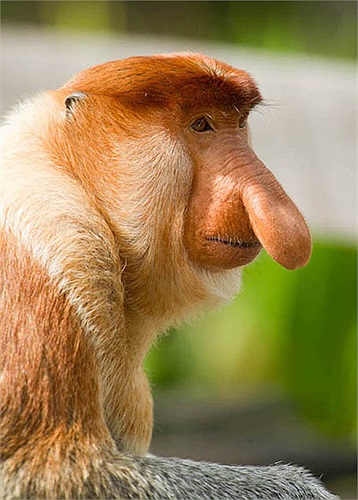 Khỉ vòi, hay còn được gọi là khỉ mũi dài. Trong tiếng Mã Lai, chúng còn được gọi với một tên là nữa Bekantan. 