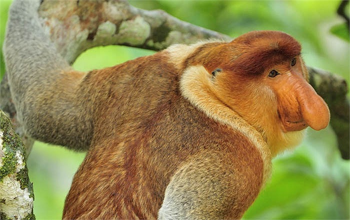 Khỉ vòi thuộc họ linh trưởng, có pháp danh khoa học là Nasalis larvatus.