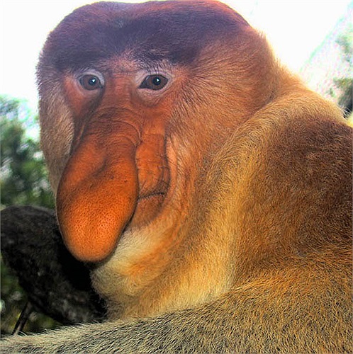 Cũng nhờ sở hữu chiếc mũi ‘khủng’ mà khỉ vòi có thể phát ra tiếng kêu, hú vang xa đến vài chục km.