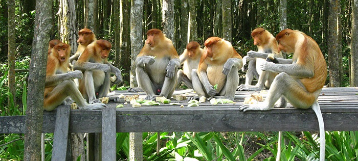 Chúng hóp bụng lại và nôn thức ăn ra miệng, sau đó thư thả nhấm nháp, thưởng thức lại.