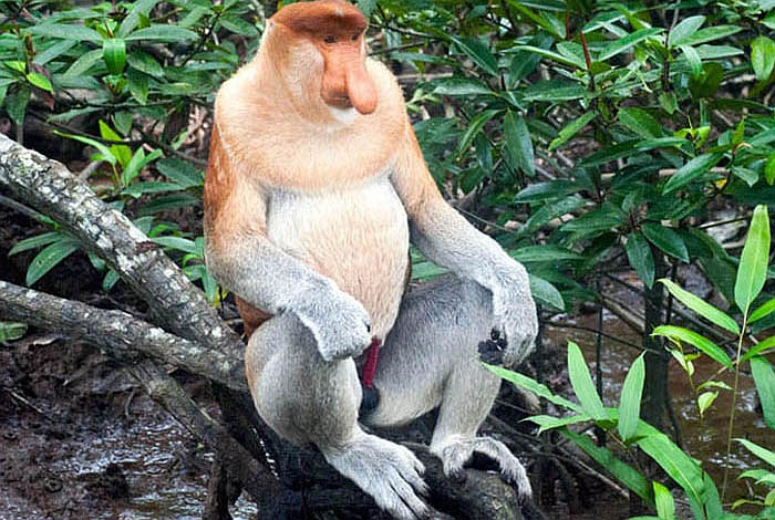 Món ăn ưa thích của khỉ vòi chủ yếu là hoa, quả, lá cây và các loại hạt. Đôi khi chúng ăn cả những loại côn trùng.