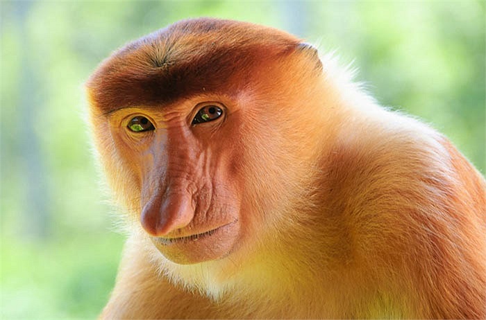 5 tuổi, các nàng khỉ sẽ bước vào tuổi sinh sản. Các cuộc giao phối thường diễn ra vào giữa tháng 2 và tháng 11 hàng năm.