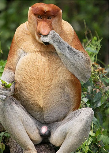 Khỉ vòi thường sinh con vào ban đêm hoặc sáng sớm.