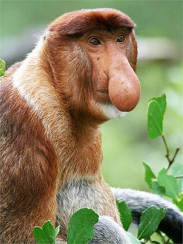 Ngày nay, số lượng khỉ vòi đã bị sụt giảm ở mức báo động. Trong vòng 30 – 40 năm qua, số lượng loài này đã sụt giảm 50%.