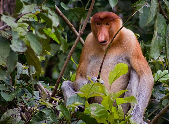 Chúng vốn có mặt khá phổ biến trên thế giới. Thế nhưng, hiện nay loài này là đặc hữu của quần đảo Borneo thuộc Indonesia.