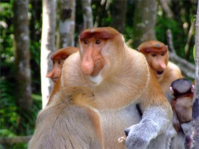 Các chú khỉ con gặp rất nhiều bất trắc trong quá trình sinh trưởng. Chúng là mồi ăn của những loài như cá sấu, báo gấm, thằn lằn, đại bàng và trăn… Phần lớn khỉ con đã không sống sót đến khi trưởng thành.