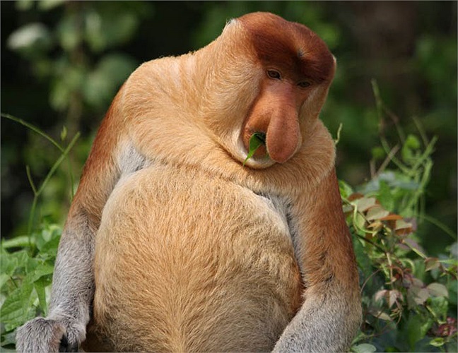 Khỉ vòi sống chủ yếu trên cây. Chúng có thói quen đu, nhảy từ cành nọ sang cành kia để tìm kiếm thức ăn.