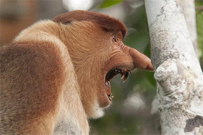 Có thể dễ dàng nhận ra chúng từ xa, bởi thân hình lớn và cái bụng phệ. Khi trưởng thành, khỉ vòi đực đạt trọng lượng từ 33 – 35 kg. 