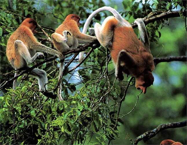 Những nàng khỉ vòi có thân hình nhỏ nhắn hơn, với trọng lượng 13 - 16 kg.