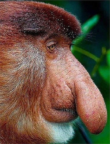 Khỉ vòi có bộ lông dài. Phần lông ở lưng thường có màu cam sáng, nâu đỏ, nâu vàng hoặc đỏ gạch. Phần bụng và mặt có màu xám sáng, vàng hoặc cam nhạt và hồng.