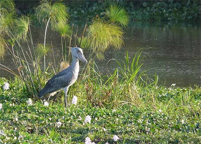 Những người dân Nilotic Nuer sinh sống hòa thuận với các loài động vật, rất ít khi họ săn bắt chúng cho những nhu cầu của mình.