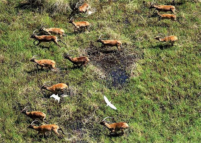 Ngoài ra trong khu vực đầm lầy cũng có rất nhiều loài động vật có vú sinh sống và phát triển mạnh.