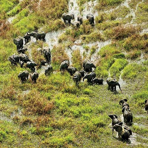 Thậm chí còn tồn tại cả những đàn voi rất đông đúc, chúng ít khi bị săn trộm do địa hình cực kỳ khó đi lại nơi đây.