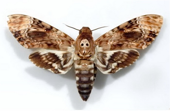 Bướm sâu với hình mặt người sau lưng