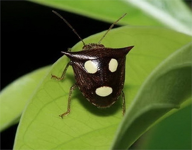 Hình ảnh của loài bọ khiên